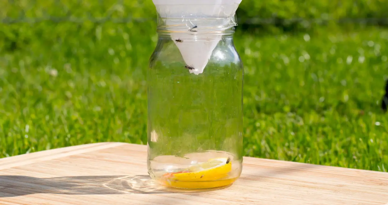 La trappola anti-insetti più semplice da fare in casa: funziona in terrazzo e in giardino La trappola anti-insetti più semplice da fare in casa: funziona in terrazzo e in giardino