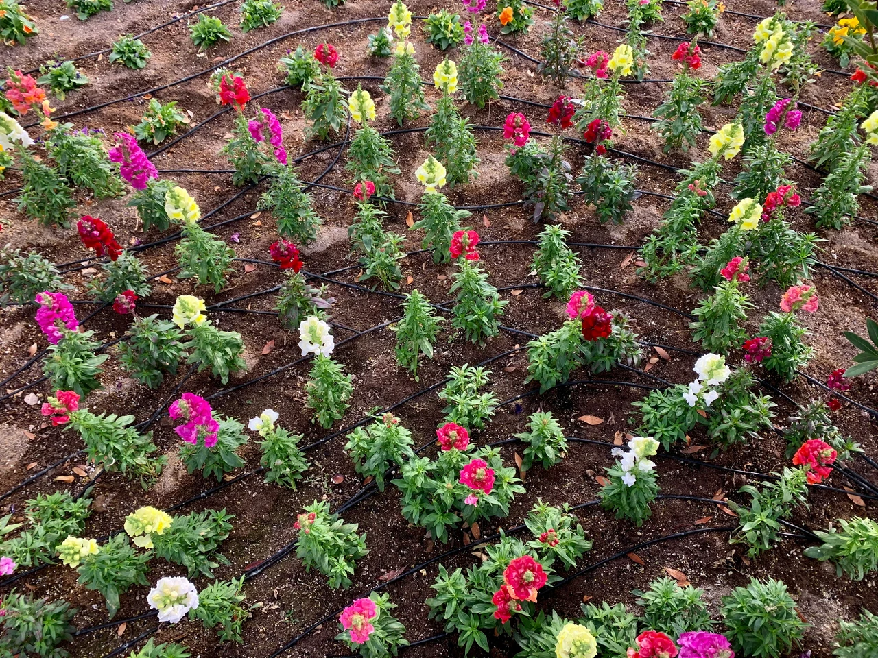 Il segreto per far durare di più le fioriture estive: lo usano nei vivai professionali Il segreto per far durare di più le fioriture estive: lo usano nei vivai professionali