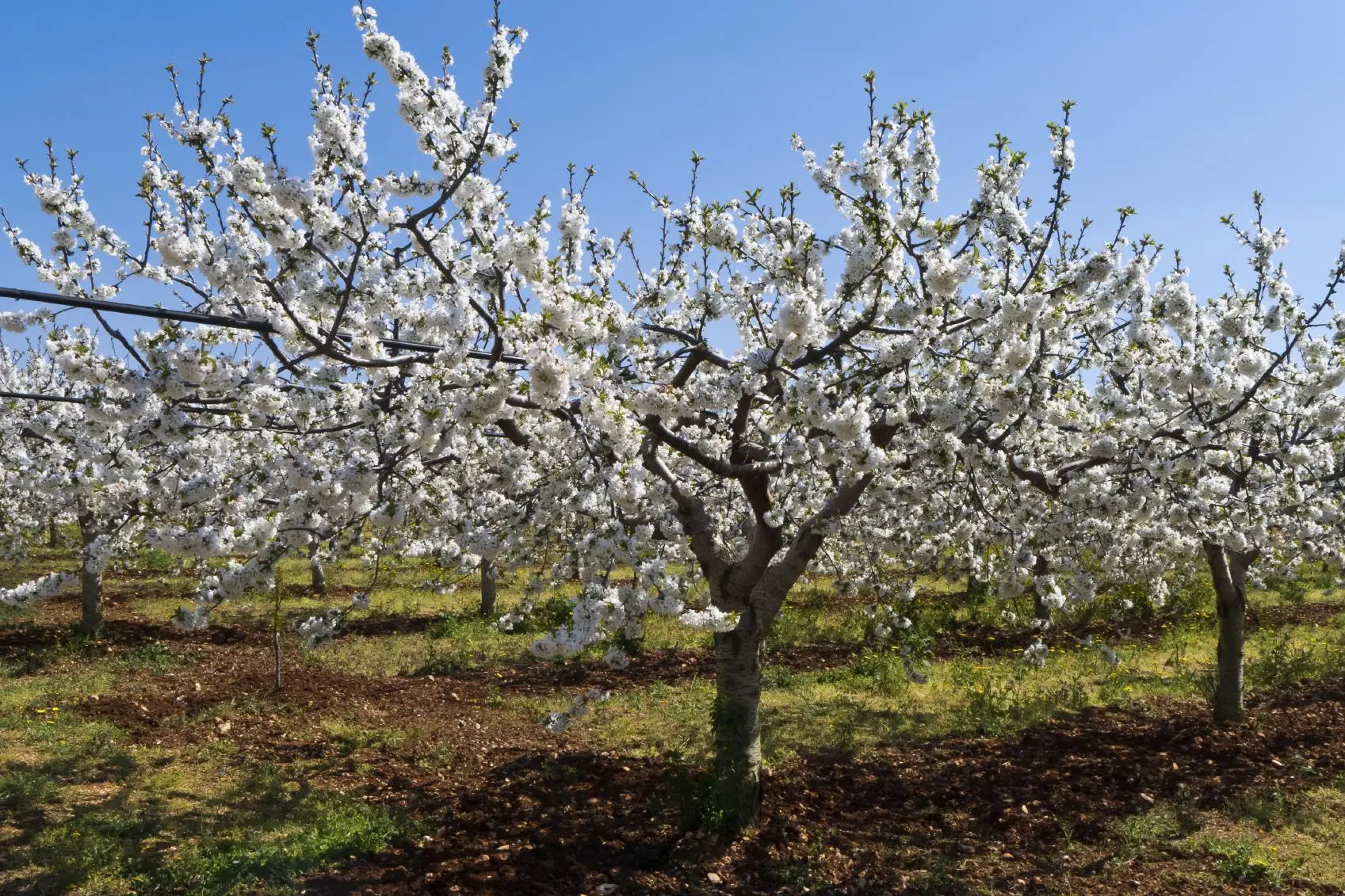 Il segreto per far durare di più le fioriture estive: lo usano nei vivai professionali Il segreto per far durare di più le fioriture estive: lo usano nei vivai professionali
