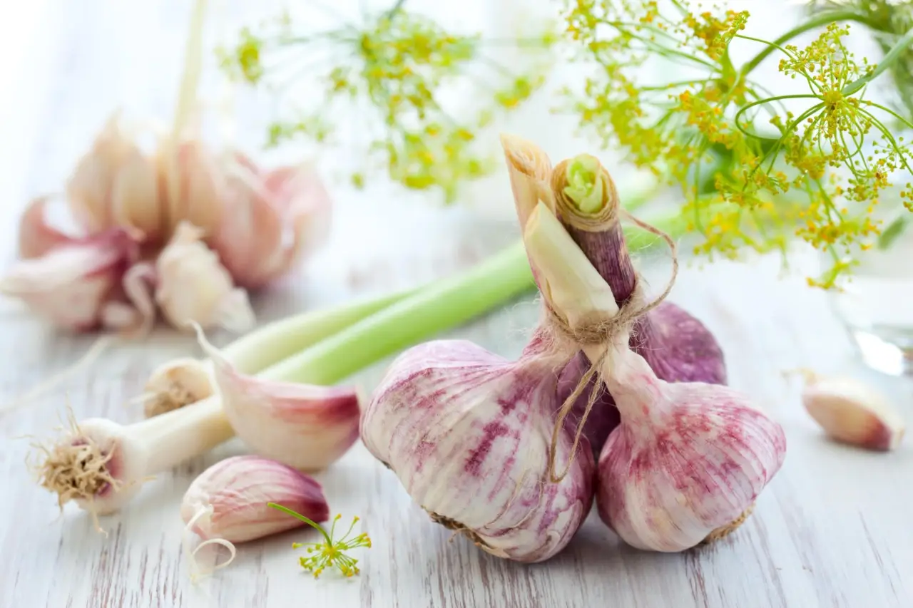 Come usare l’aglio per tenere lontani parassiti e funghi dalle piante Come usare l’aglio per tenere lontani parassiti e funghi dalle piante