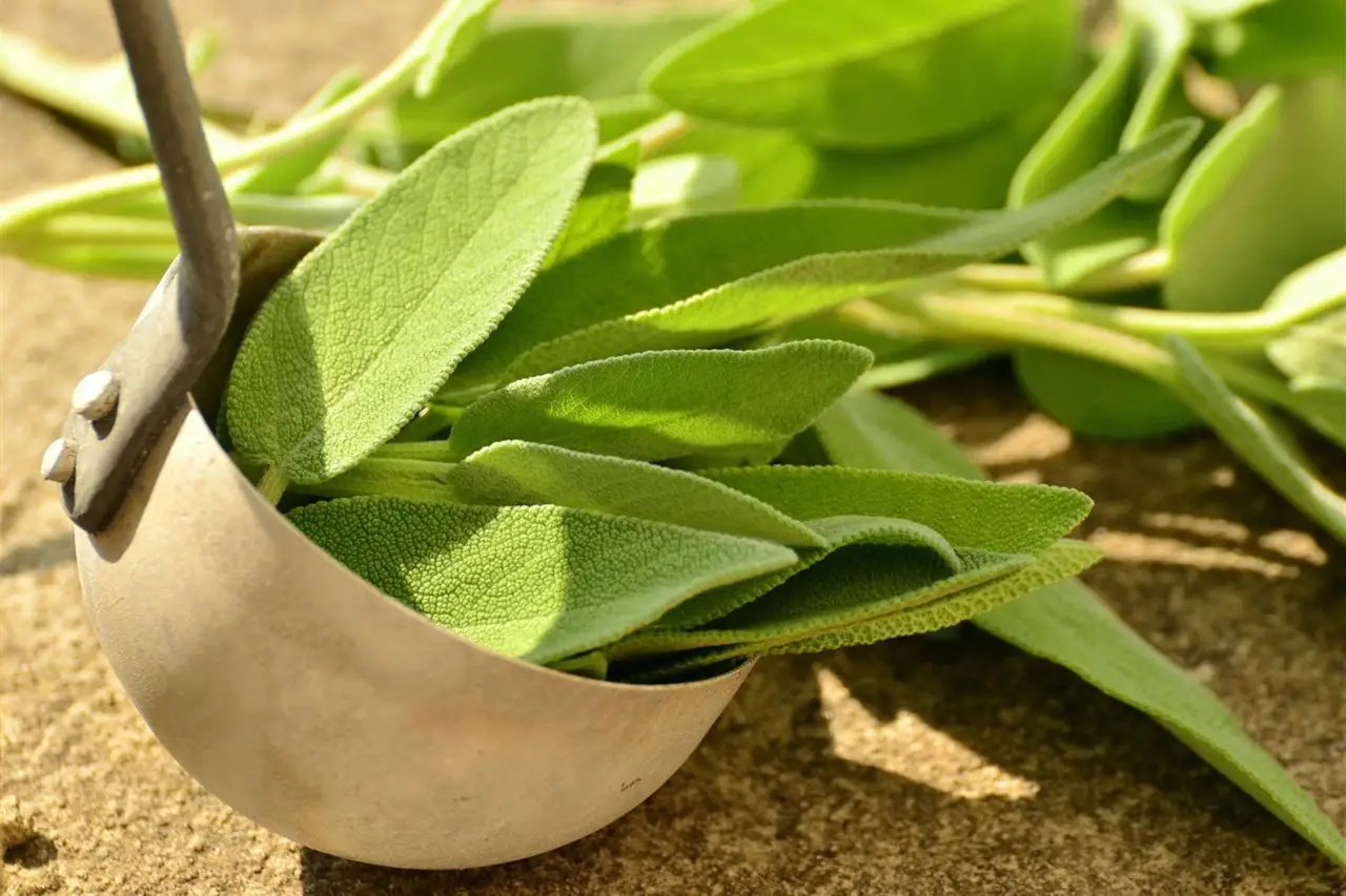 Il rimedio contro le lumache che non rovina le foglie: cosa usare al posto dei veleni Il rimedio contro le lumache che non rovina le foglie: cosa usare al posto dei veleni