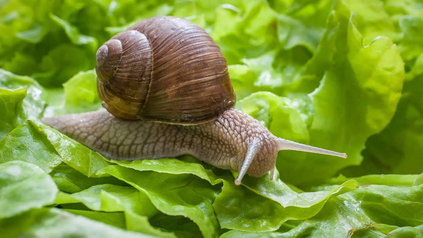 Il rimedio contro le lumache che non rovina le foglie: cosa usare al posto dei veleni Il rimedio contro le lumache che non rovina le foglie: cosa usare al posto dei veleni