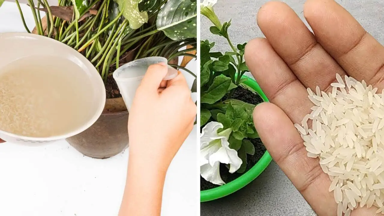 Non buttare l’acqua del riso: il concime liquido perfetto per gerani e ortensie Non buttare l’acqua del riso: il concime liquido perfetto per gerani e ortensie