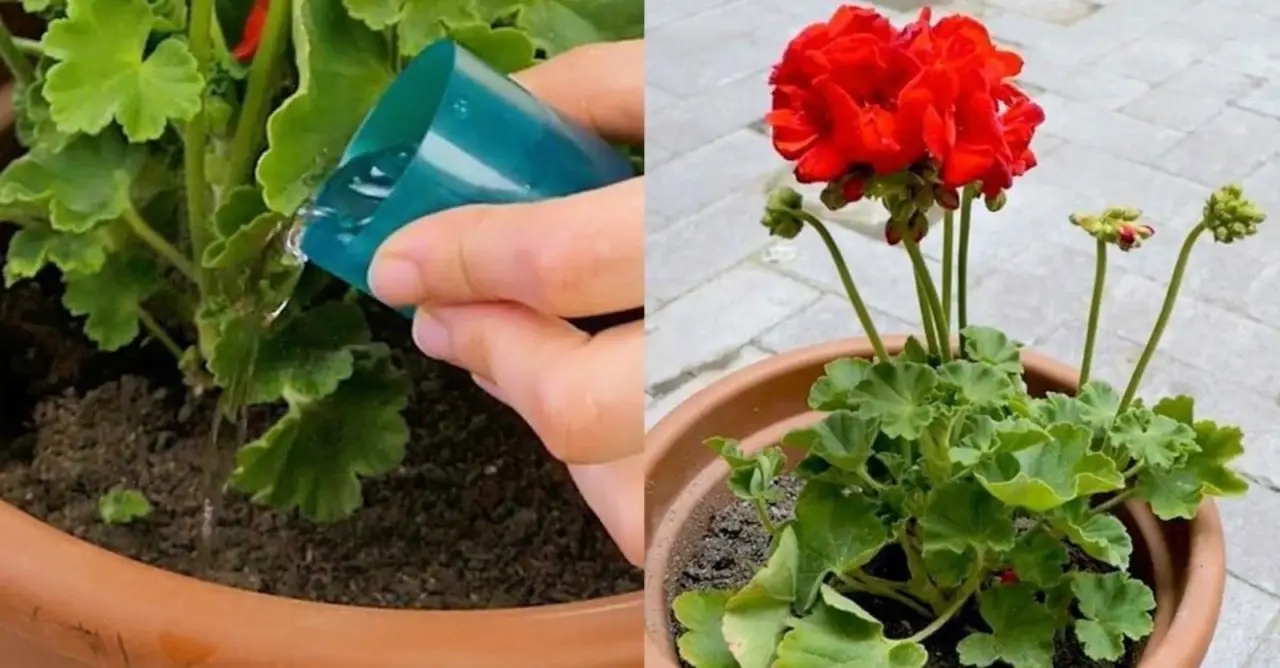 Non buttare l’acqua del riso: il concime liquido perfetto per gerani e ortensie Non buttare l’acqua del riso: il concime liquido perfetto per gerani e ortensie
