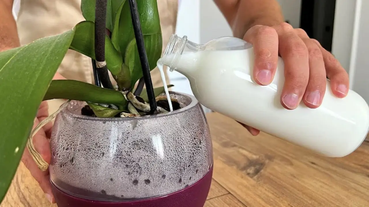 Non buttare l’acqua del riso: il concime liquido perfetto per gerani e ortensie Non buttare l’acqua del riso: il concime liquido perfetto per gerani e ortensie