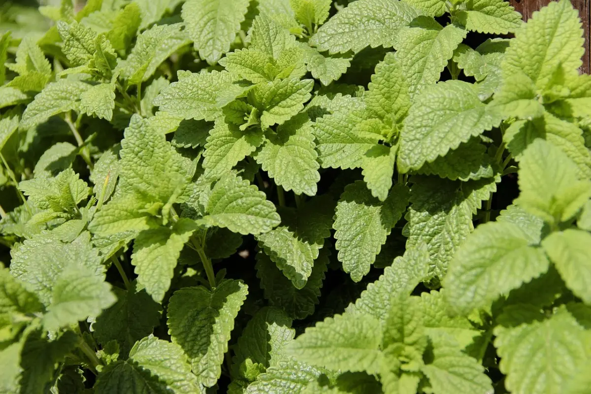 La pianta che tiene lontani gli insetti e resiste al sole tutto luglio La pianta che tiene lontani gli insetti e resiste al sole tutto luglio