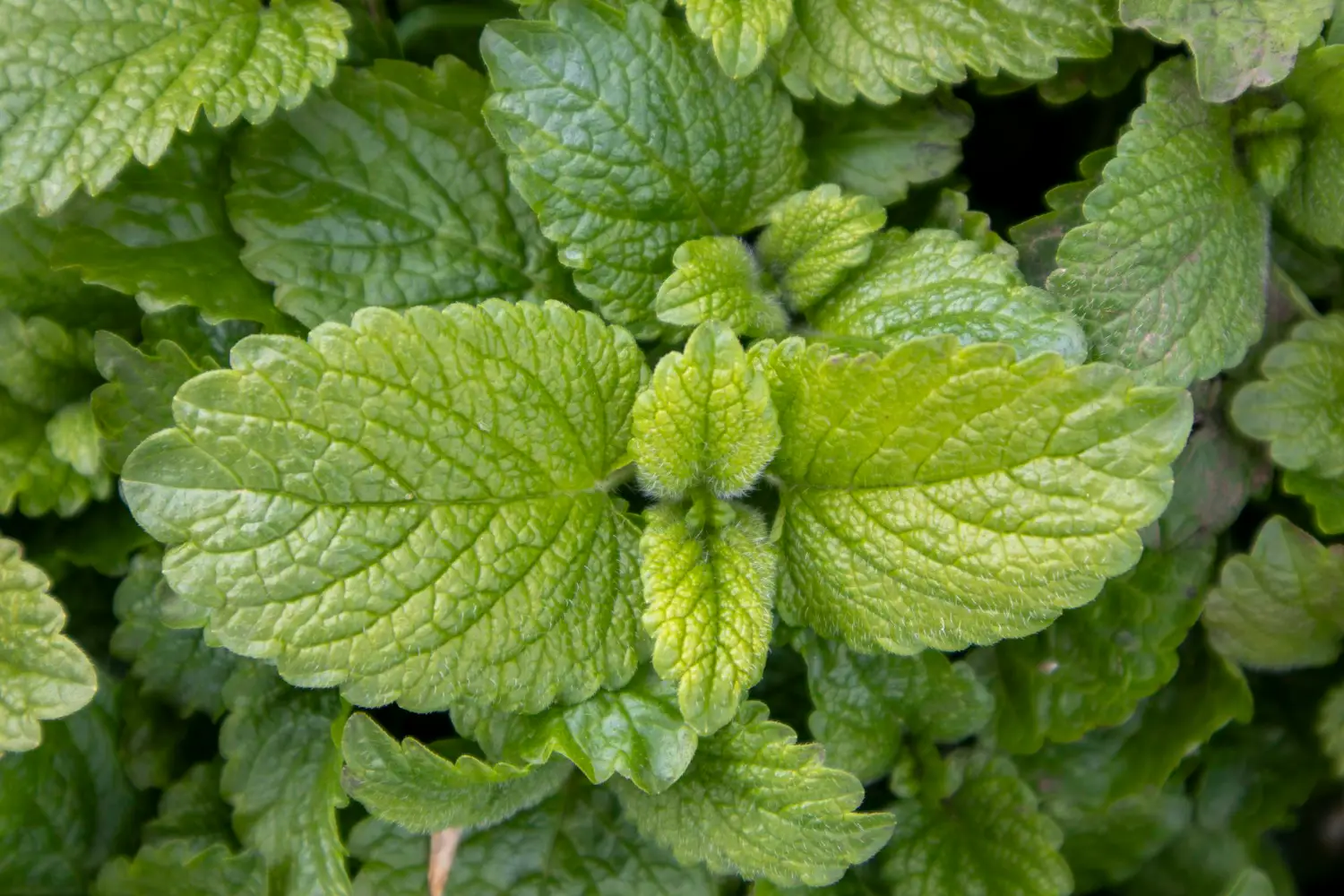 La pianta che tiene lontani gli insetti e resiste al sole tutto luglio La pianta che tiene lontani gli insetti e resiste al sole tutto luglio