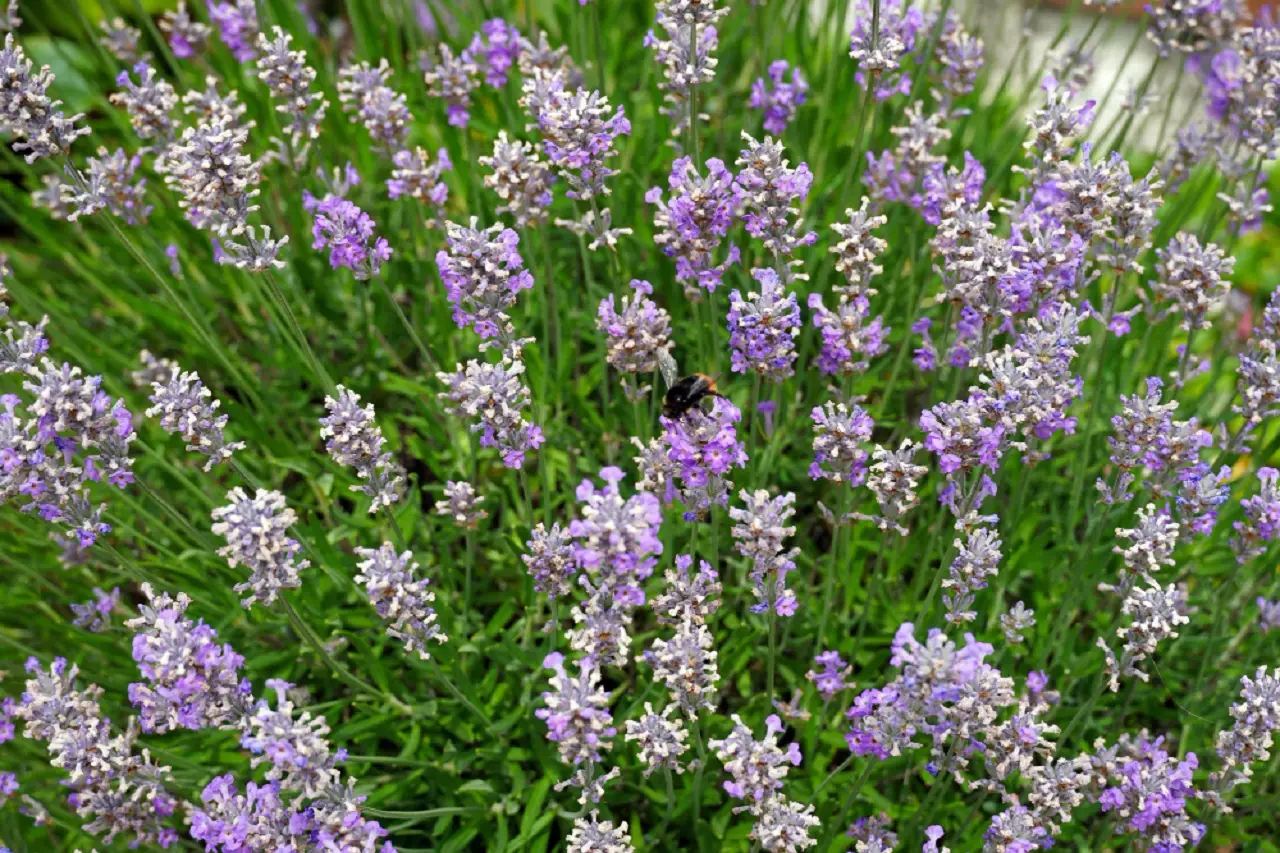 La pianta che tiene lontani gli insetti e resiste al sole tutto luglio La pianta che tiene lontani gli insetti e resiste al sole tutto luglio