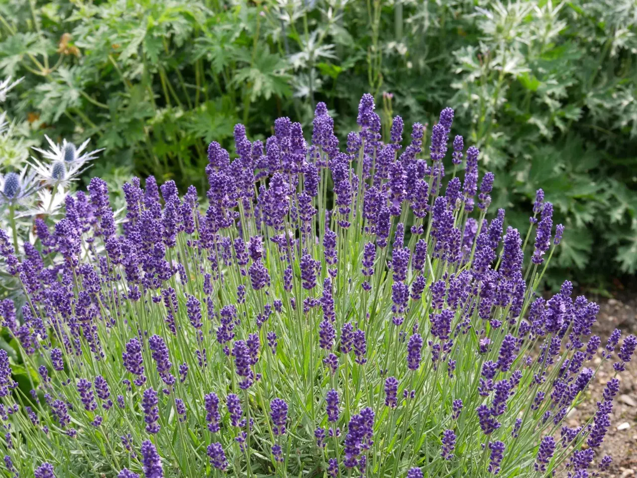 La pianta che tiene lontani gli insetti e resiste al sole tutto luglio La pianta che tiene lontani gli insetti e resiste al sole tutto luglio