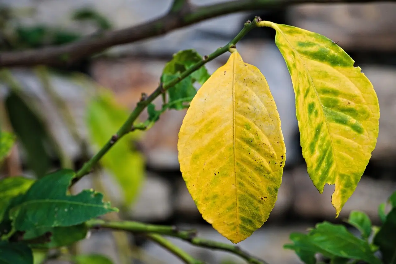 Come rinvigorire le piante ingiallite con un solo ingrediente naturale Come rinvigorire le piante ingiallite con un solo ingrediente naturale