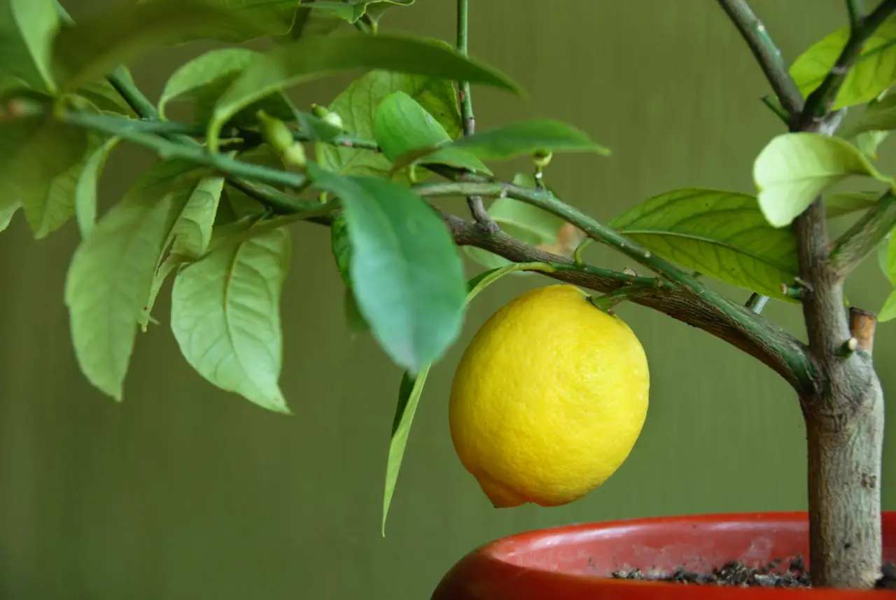 Come rinvigorire le piante ingiallite con un solo ingrediente naturale Come rinvigorire le piante ingiallite con un solo ingrediente naturale
