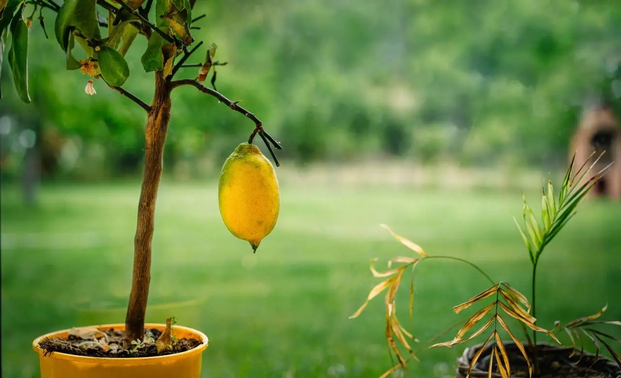 Come rinvigorire le piante ingiallite con un solo ingrediente naturale Come rinvigorire le piante ingiallite con un solo ingrediente naturale