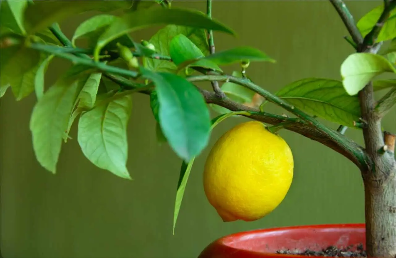 Come rinvigorire le piante ingiallite con un solo ingrediente naturale Come rinvigorire le piante ingiallite con un solo ingrediente naturale