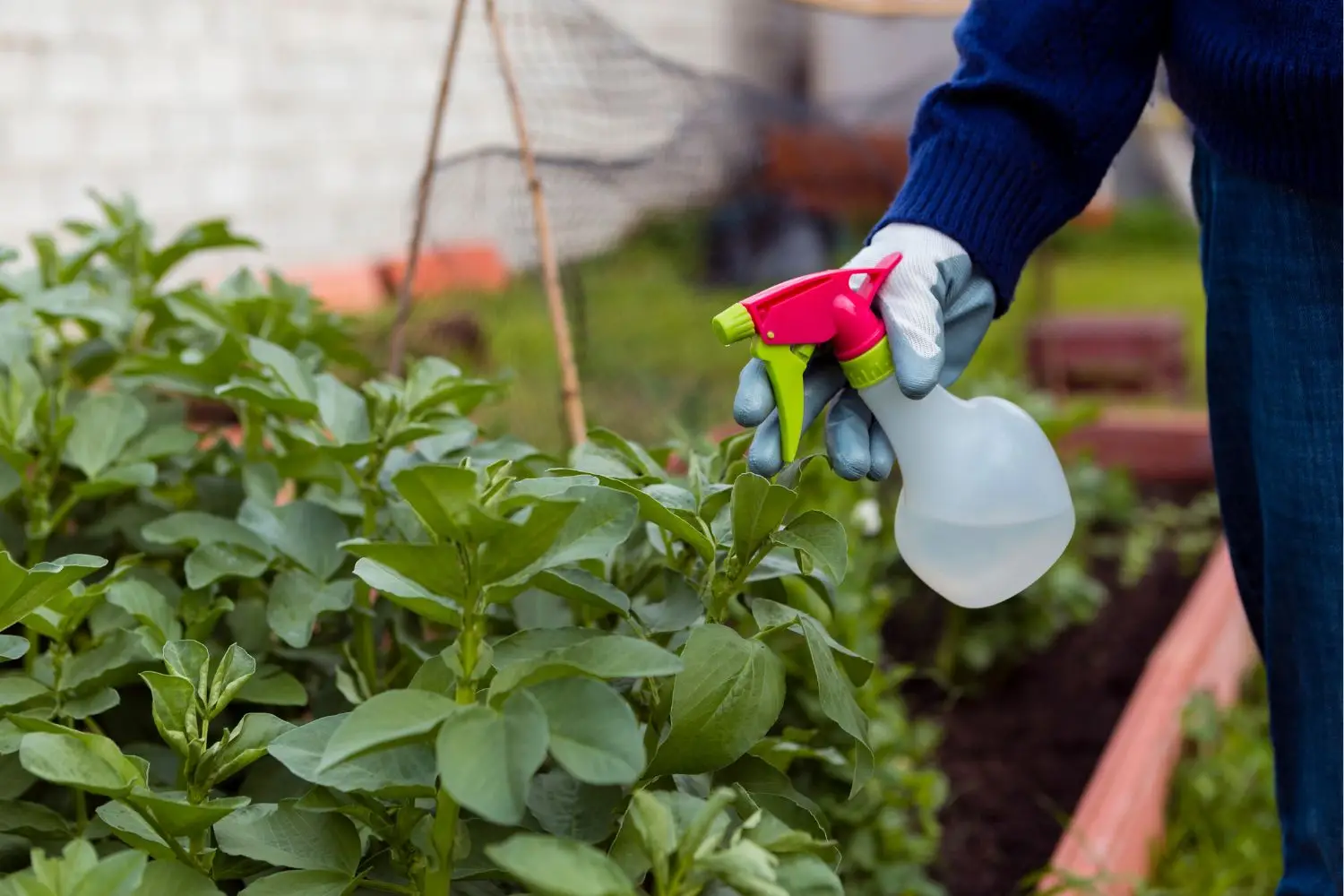 Aceto in giardino: scopri perché molte siepi restano intatte anche dopo il trattamento Aceto in giardino: scopri perché molte siepi restano intatte anche dopo il trattamento