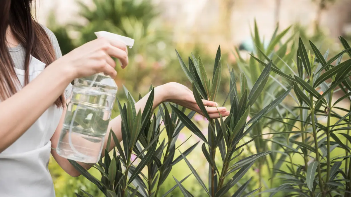 Aceto in giardino: scopri perché molte siepi restano intatte anche dopo il trattamento Aceto in giardino: scopri perché molte siepi restano intatte anche dopo il trattamento