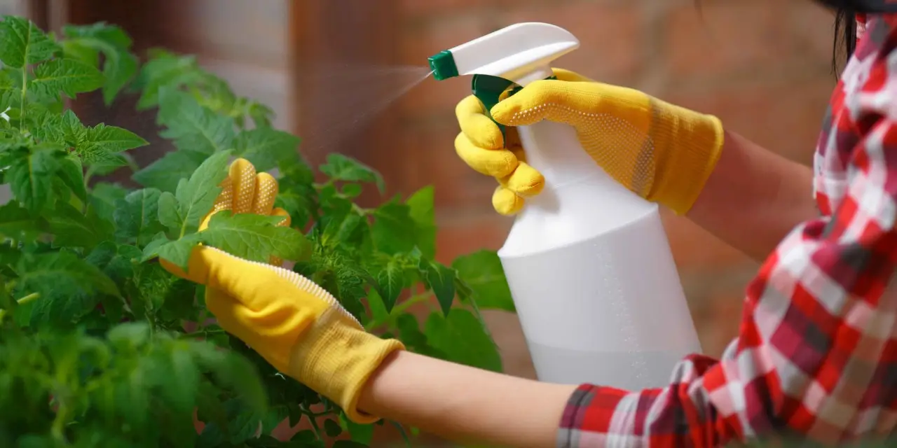 Aceto in giardino: scopri perché molte siepi restano intatte anche dopo il trattamento Aceto in giardino: scopri perché molte siepi restano intatte anche dopo il trattamento