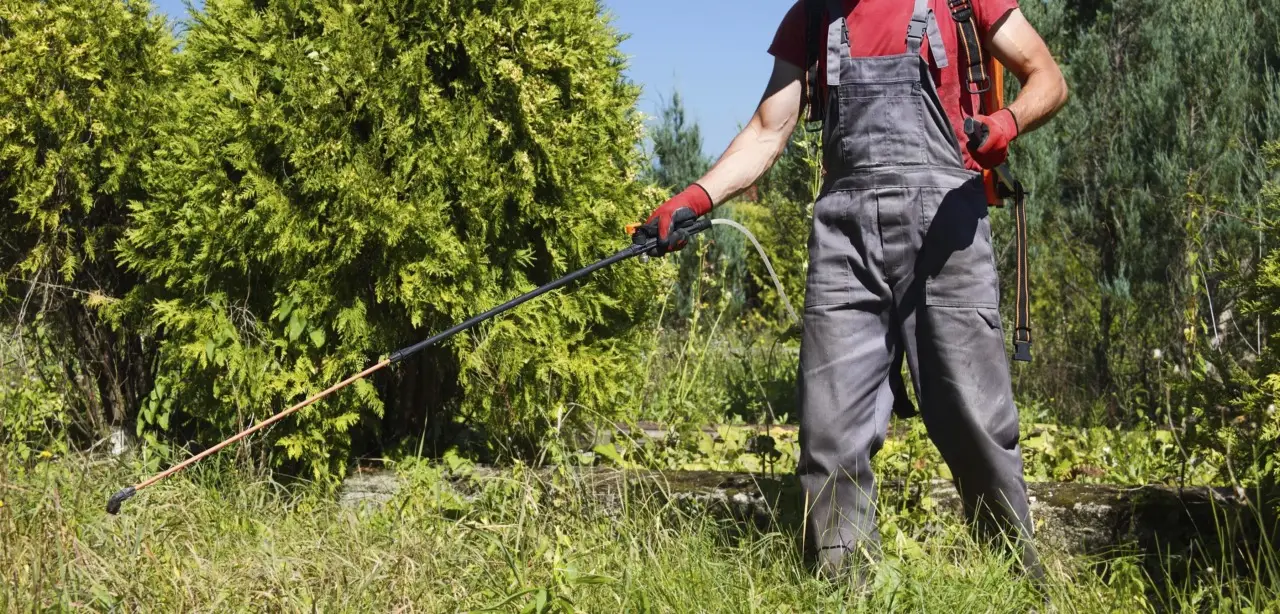 Aceto in giardino: scopri perché molte siepi restano intatte anche dopo il trattamento Aceto in giardino: scopri perché molte siepi restano intatte anche dopo il trattamento