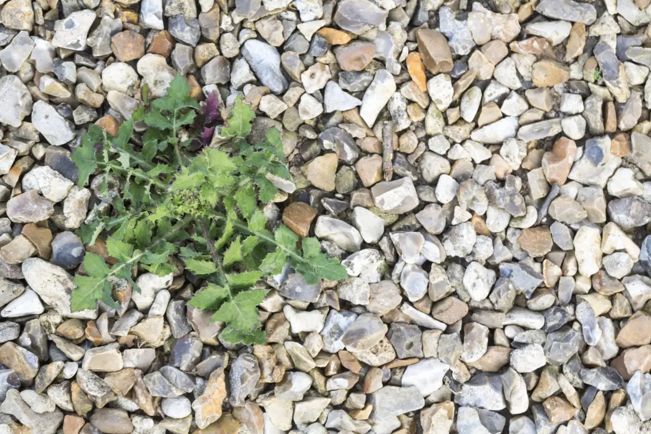 Erbacce sulla ghiaia? Un ingrediente della dispensa cambia l'aspetto del vialetto Erbacce sulla ghiaia? Un ingrediente della dispensa cambia l'aspetto del vialetto