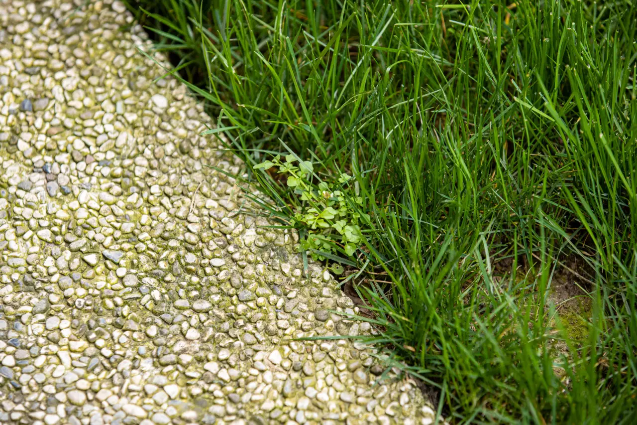 Erbacce sulla ghiaia? Un ingrediente della dispensa cambia l'aspetto del vialetto Erbacce sulla ghiaia? Un ingrediente della dispensa cambia l'aspetto del vialetto