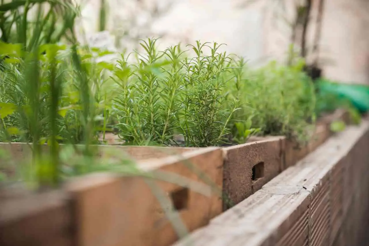Erbacce sulla ghiaia? Un ingrediente della dispensa cambia l'aspetto del vialetto Erbacce sulla ghiaia? Un ingrediente della dispensa cambia l'aspetto del vialetto