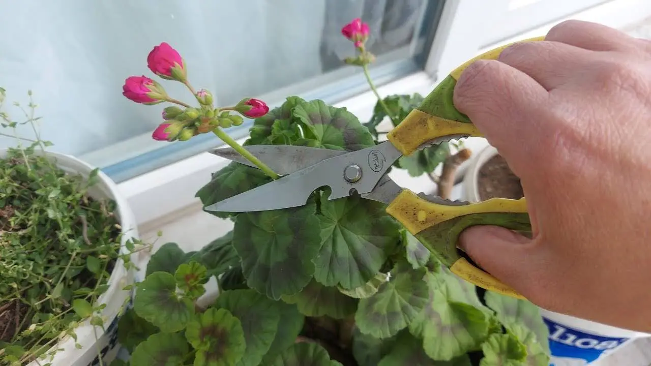 Coltelli da cucina e bordure: quale gesto facilita la pulizia senza rovinare i fiori Coltelli da cucina e bordure: quale gesto facilita la pulizia senza rovinare i fiori