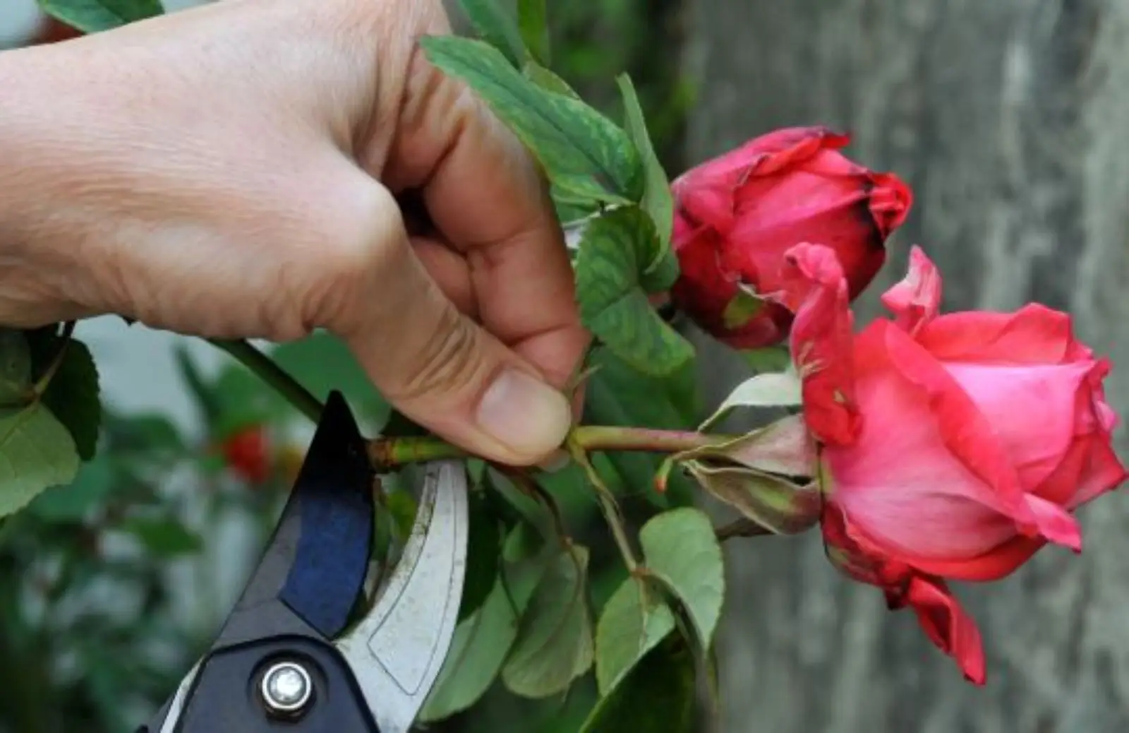 Coltelli da cucina e bordure: quale gesto facilita la pulizia senza rovinare i fiori Coltelli da cucina e bordure: quale gesto facilita la pulizia senza rovinare i fiori