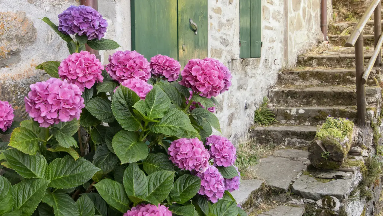 Bicarbonato sul vialetto di ghiaia: come può tutelare le ortensie dal rischio erbacce Bicarbonato sul vialetto di ghiaia: come può tutelare le ortensie dal rischio erbacce