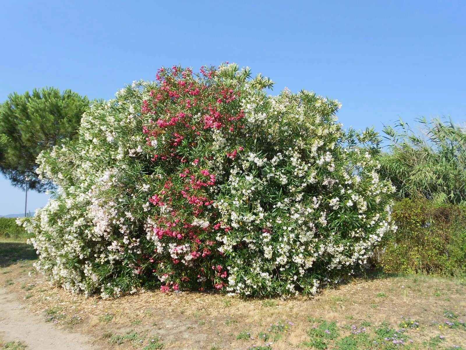 Granuli di sale grosso nel giardino: perché l’oleandro resta intatto rispetto alle erbe invasive Granuli di sale grosso nel giardino: perché l’oleandro resta intatto rispetto alle erbe invasive