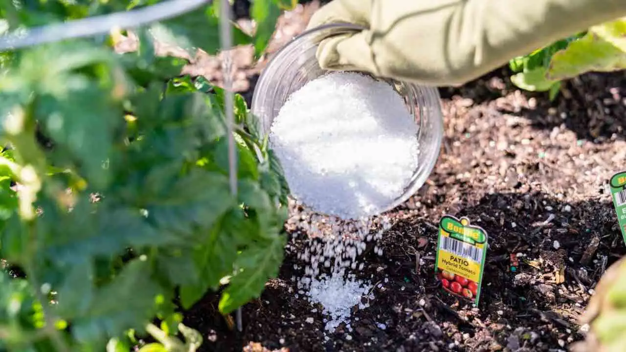 Granuli di sale grosso nel giardino: perché l’oleandro resta intatto rispetto alle erbe invasive Granuli di sale grosso nel giardino: perché l’oleandro resta intatto rispetto alle erbe invasive