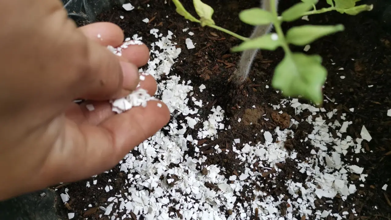Granuli di sale grosso nel giardino: perché l’oleandro resta intatto rispetto alle erbe invasive Granuli di sale grosso nel giardino: perché l’oleandro resta intatto rispetto alle erbe invasive