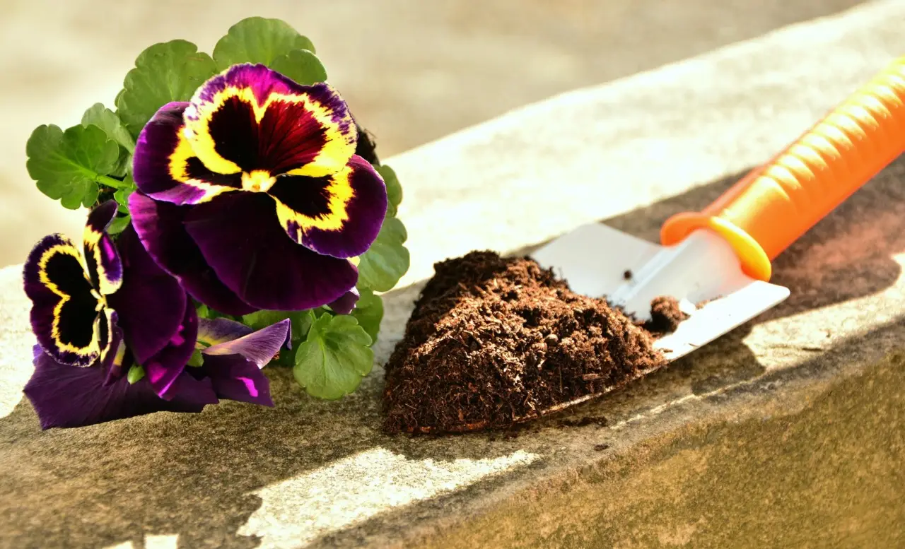 Limone sui gradini esterni: un metodo inatteso per mantenere intatte le viole ornamentali Limone sui gradini esterni: un metodo inatteso per mantenere intatte le viole ornamentali