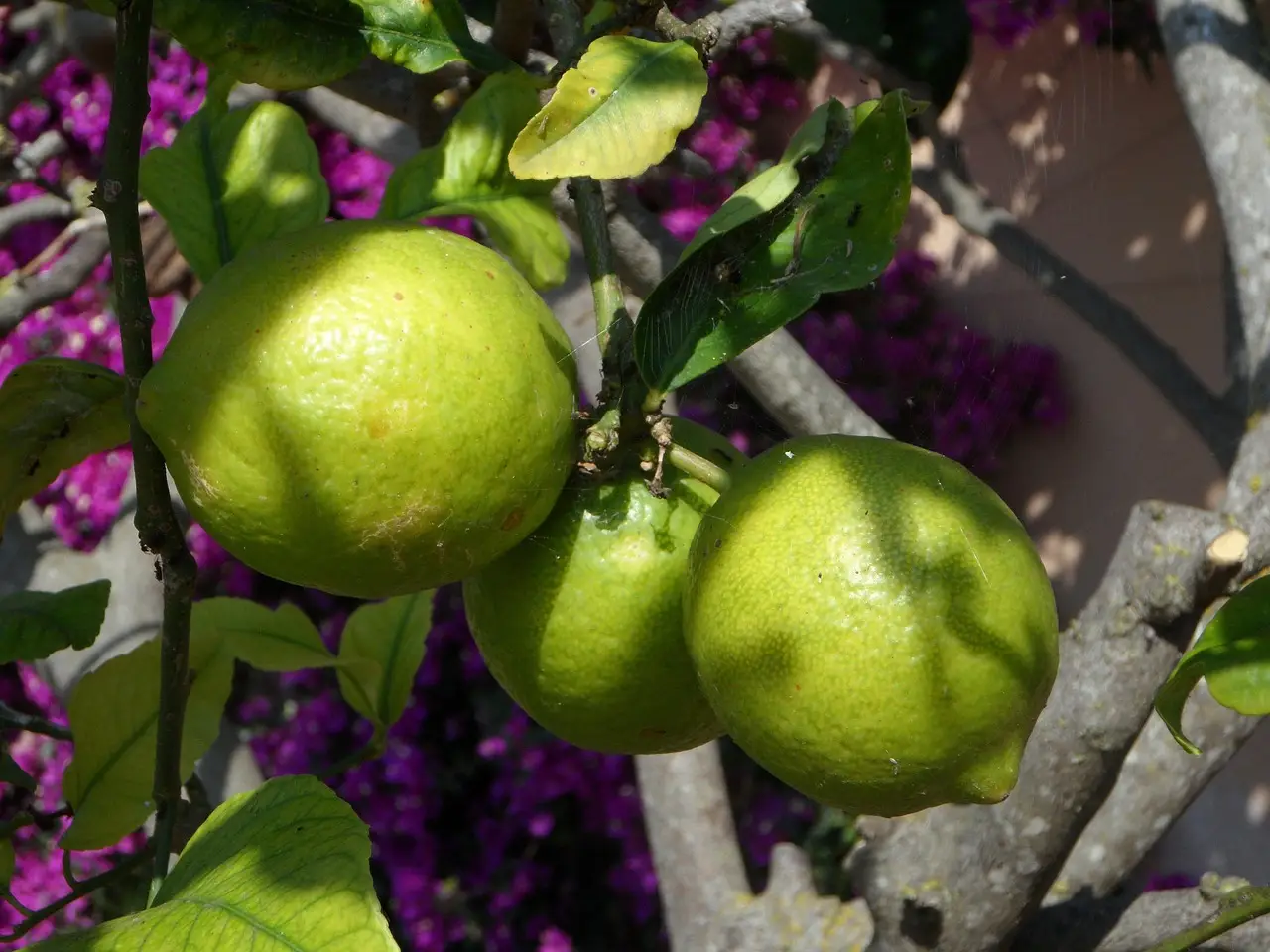 Limone sui gradini esterni: un metodo inatteso per mantenere intatte le viole ornamentali Limone sui gradini esterni: un metodo inatteso per mantenere intatte le viole ornamentali
