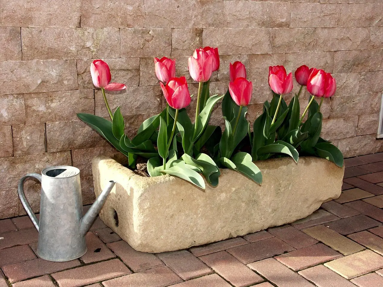 Acqua bollente tra le fughe del cortile: una soluzione pratica per evitare danni ai tulipani Acqua bollente tra le fughe del cortile: una soluzione pratica per evitare danni ai tulipani