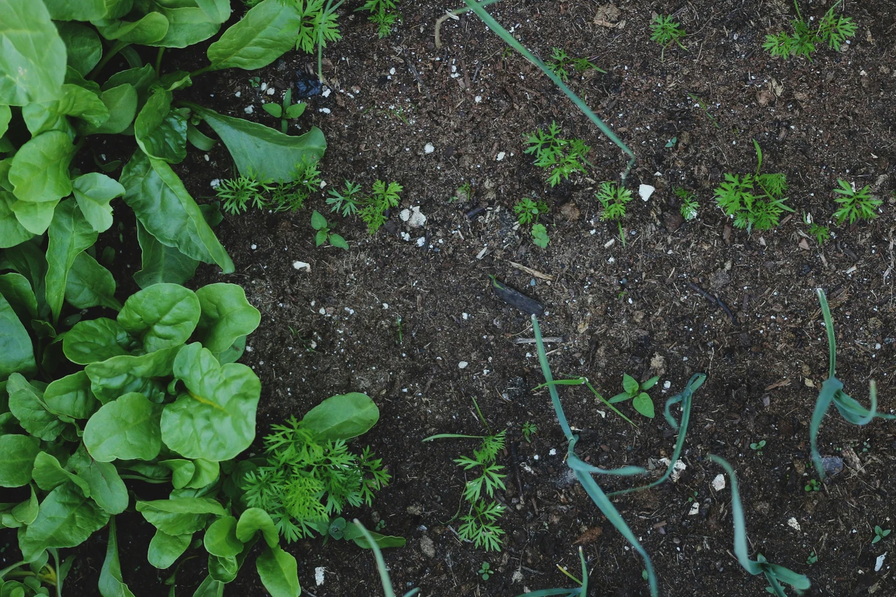 Pezzetti di cartone accanto agli ortaggi: quali vantaggi portano nella lotta alla portulaca Pezzetti di cartone accanto agli ortaggi: quali vantaggi portano nella lotta alla portulaca