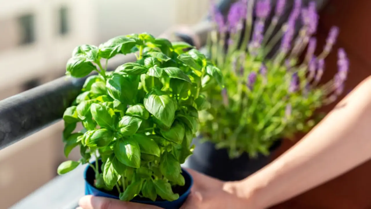 Erbe aromatiche da balcone: quali scegliere per profumare e tenere lontani insetti Erbe aromatiche da balcone: quali scegliere per profumare e tenere lontani insetti