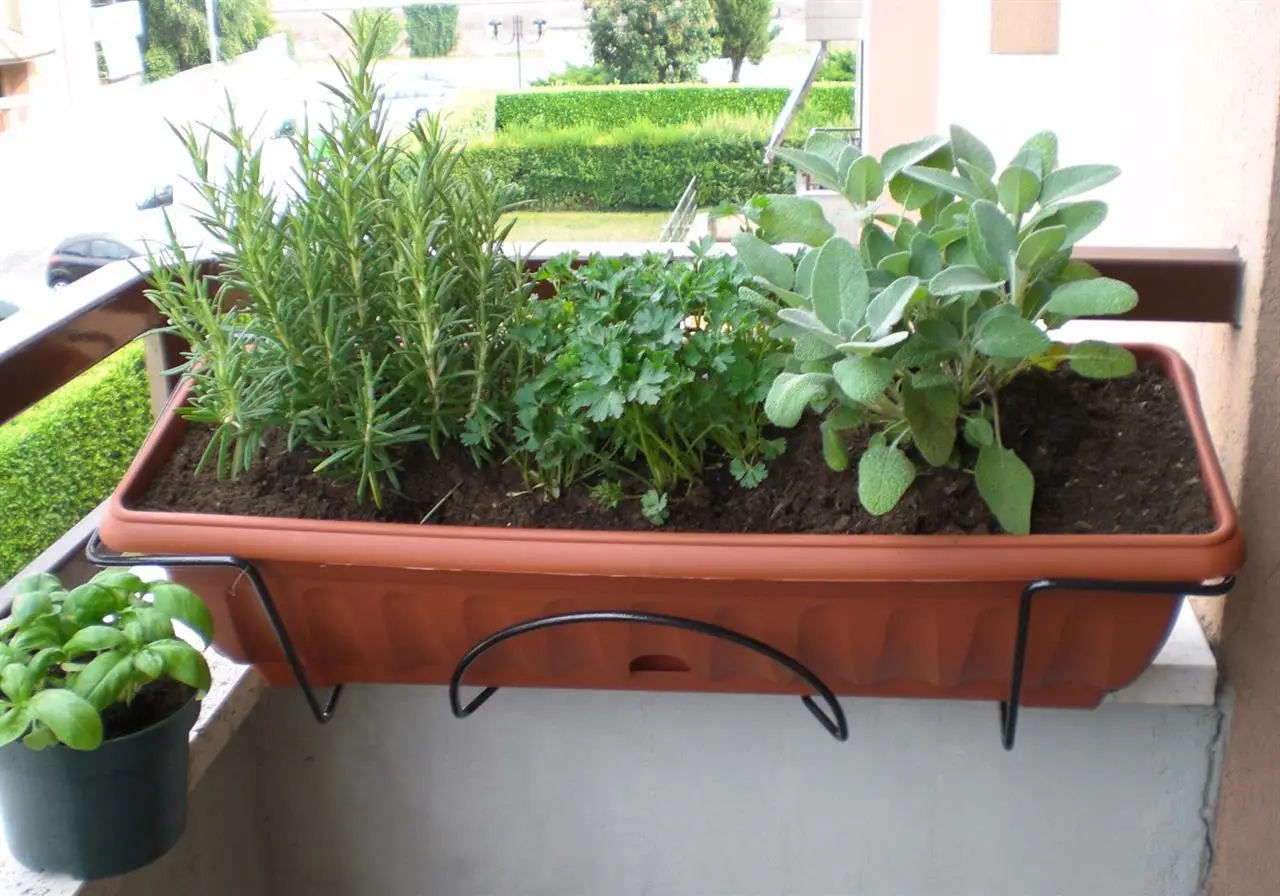 Erbe aromatiche da balcone: quali scegliere per profumare e tenere lontani insetti Erbe aromatiche da balcone: quali scegliere per profumare e tenere lontani insetti