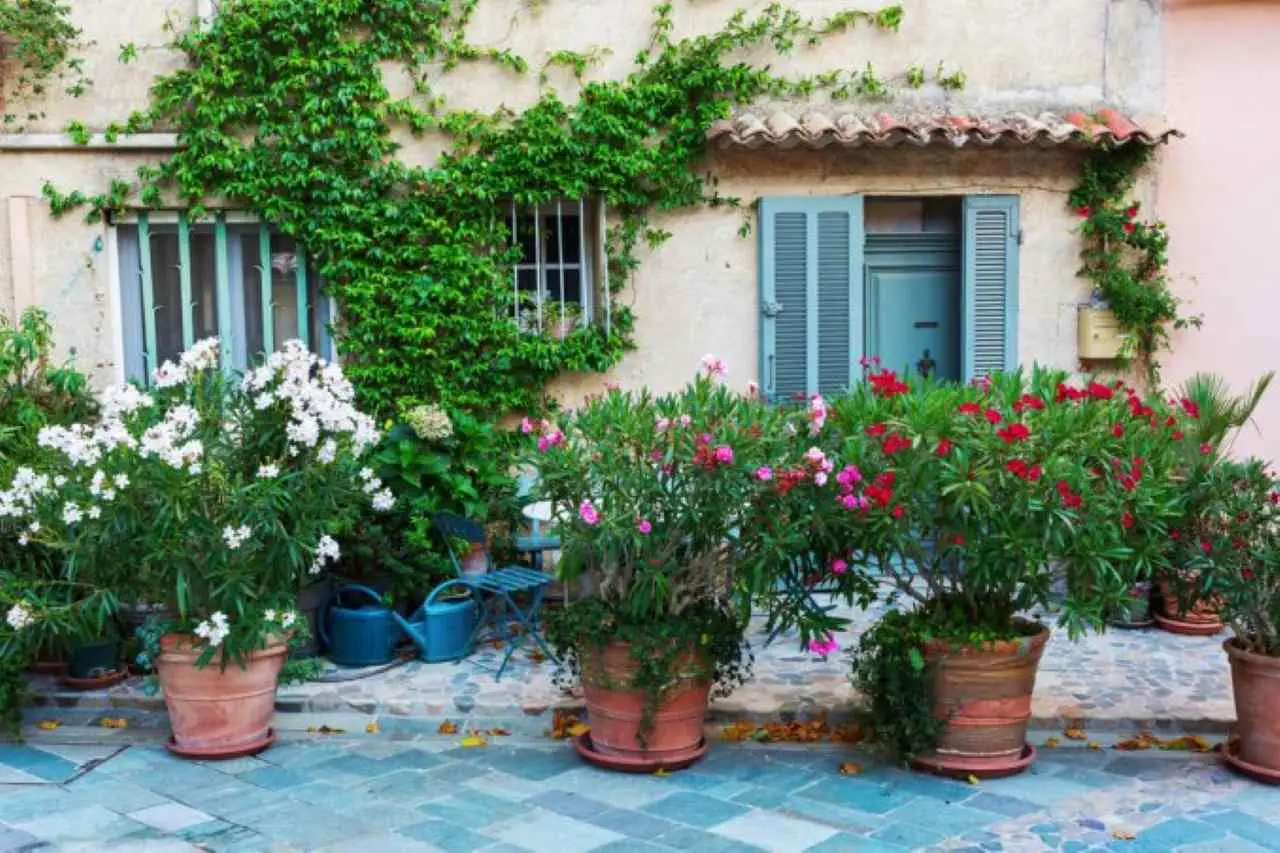 Come coltivare una barriera naturale contro le zanzare sfruttando piante mediterranee Come coltivare una barriera naturale contro le zanzare sfruttando piante mediterranee