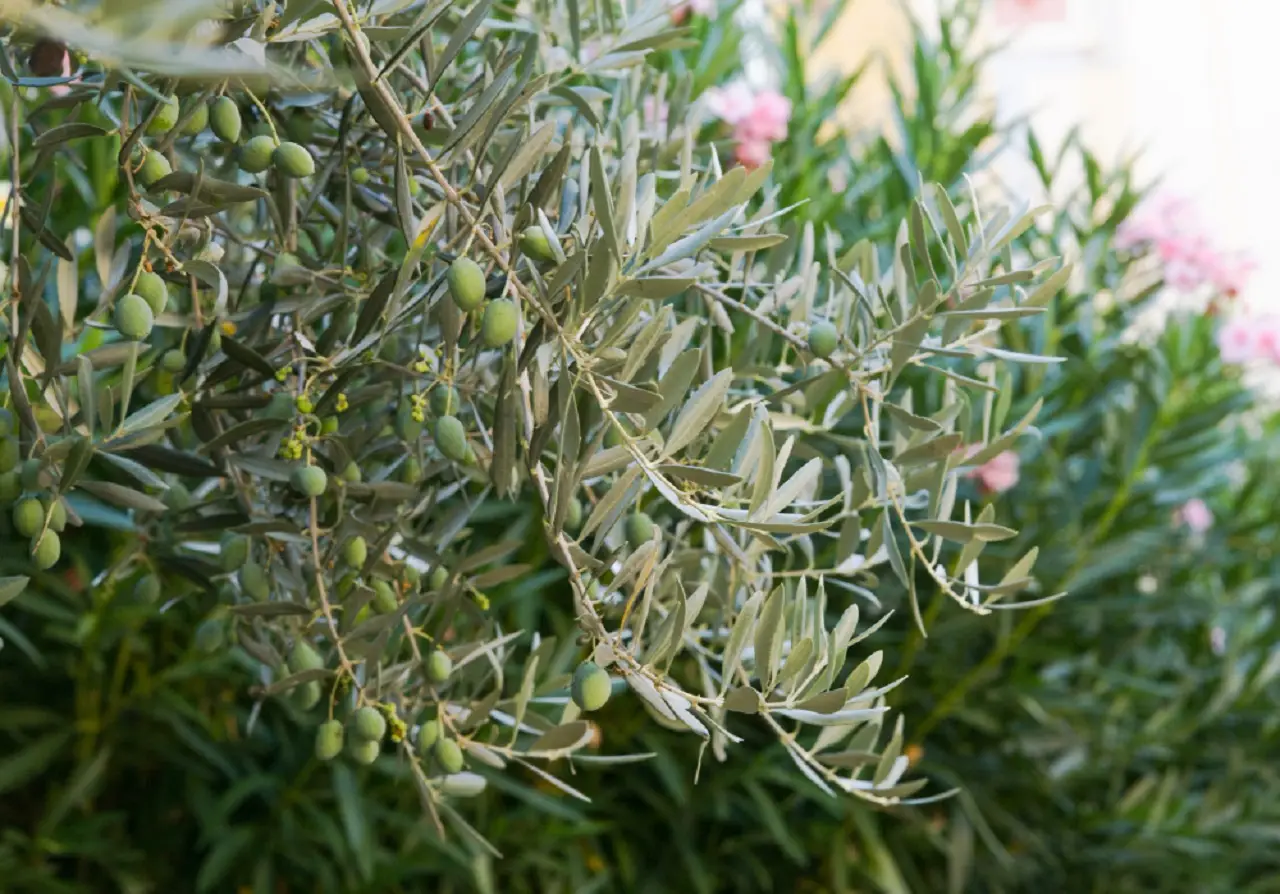 Come coltivare una barriera naturale contro le zanzare sfruttando piante mediterranee Come coltivare una barriera naturale contro le zanzare sfruttando piante mediterranee