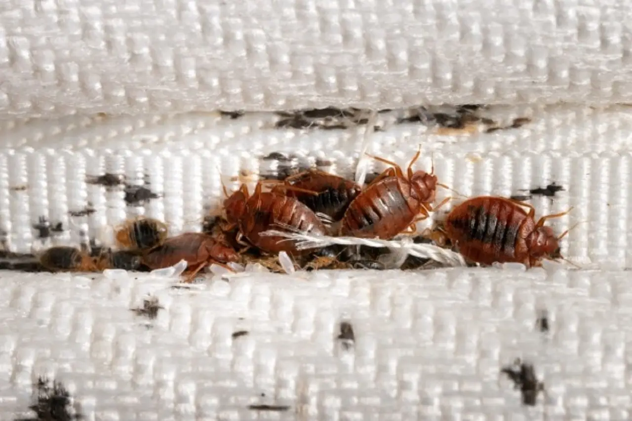 Scopri perché la presenza di cimici in camera può segnalare un problema nascosto Scopri perché la presenza di cimici in camera può segnalare un problema nascosto