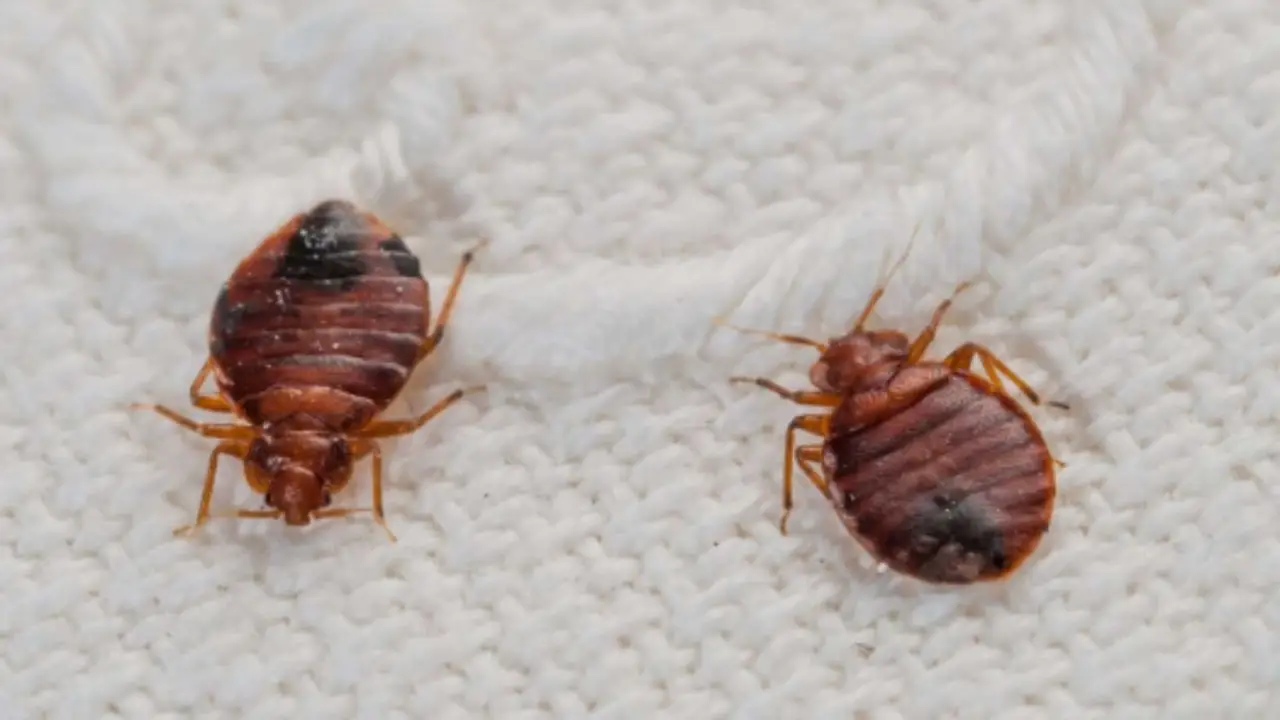 Scopri perché la presenza di cimici in camera può segnalare un problema nascosto Scopri perché la presenza di cimici in camera può segnalare un problema nascosto