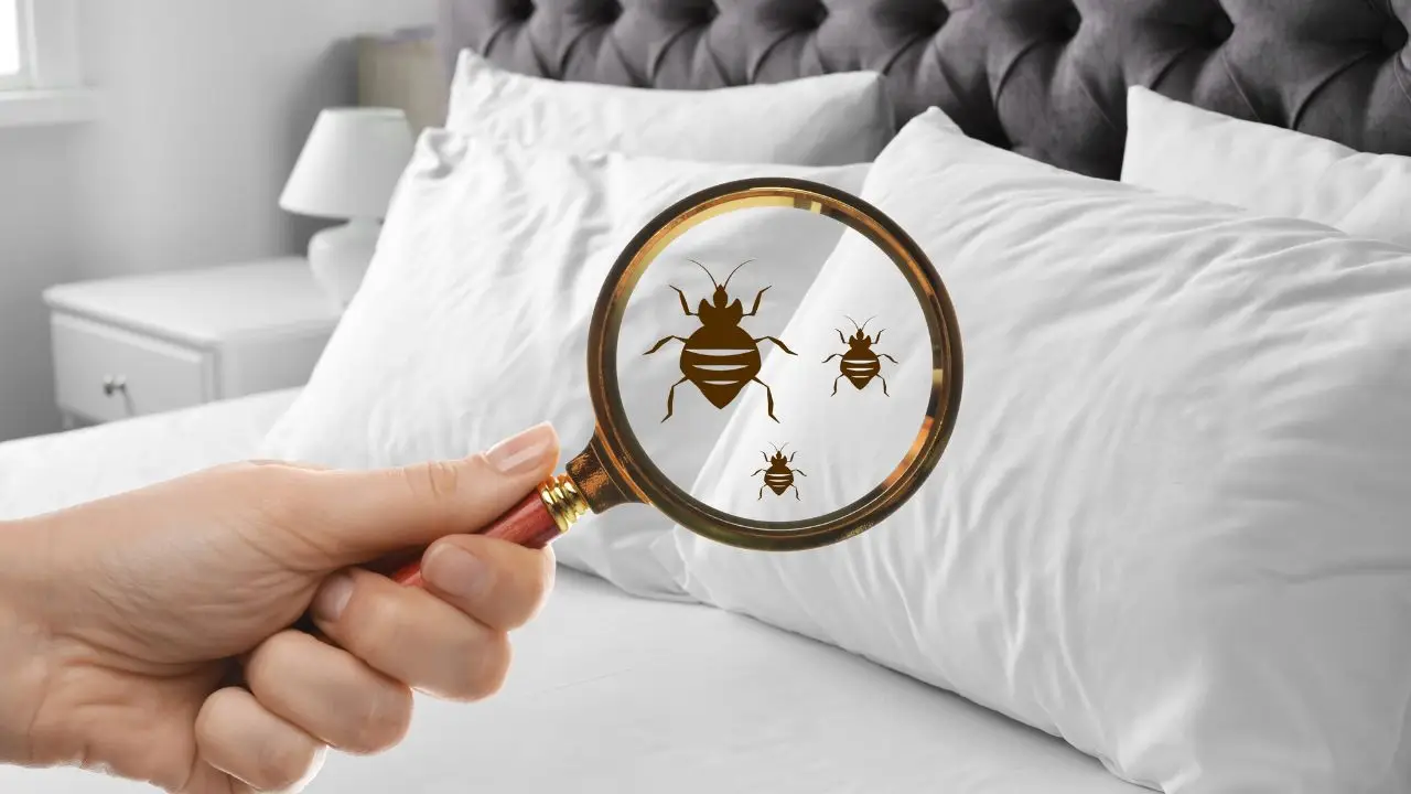 Scopri perché la presenza di cimici in camera può segnalare un problema nascosto Scopri perché la presenza di cimici in camera può segnalare un problema nascosto