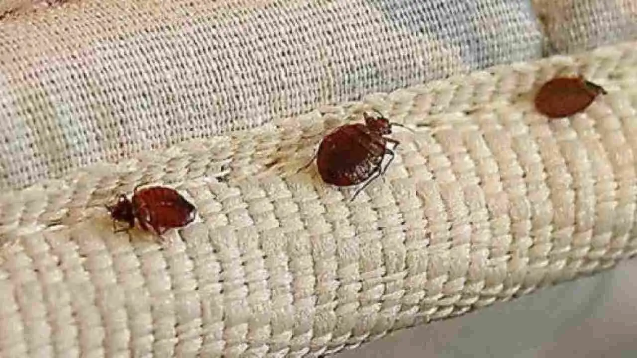 Scopri perché la presenza di cimici in camera può segnalare un problema nascosto Scopri perché la presenza di cimici in camera può segnalare un problema nascosto
