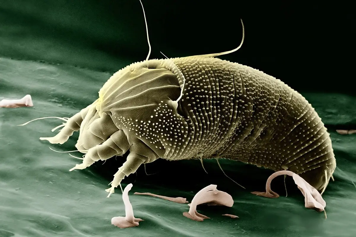 Attenzione agli acari della polvere: come riconoscerli e agire subito in casa Attenzione agli acari della polvere: come riconoscerli e agire subito in casa