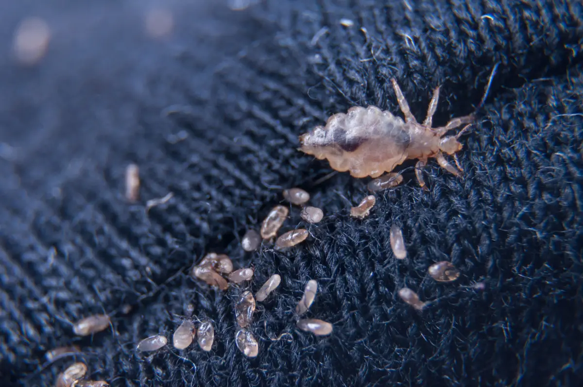 Attenzione agli acari della polvere: come riconoscerli e agire subito in casa Attenzione agli acari della polvere: come riconoscerli e agire subito in casa