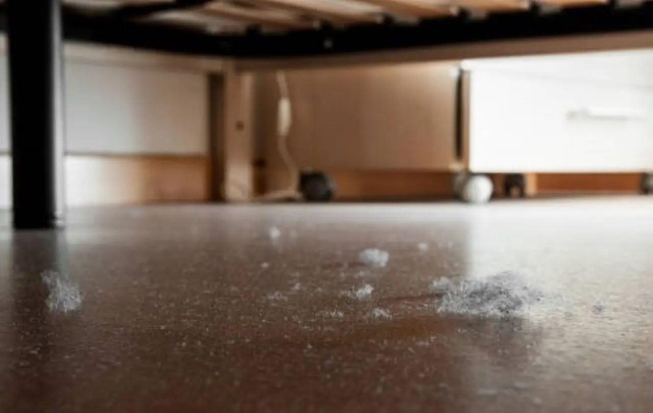 Attenzione agli acari della polvere: come riconoscerli e agire subito in casa Attenzione agli acari della polvere: come riconoscerli e agire subito in casa