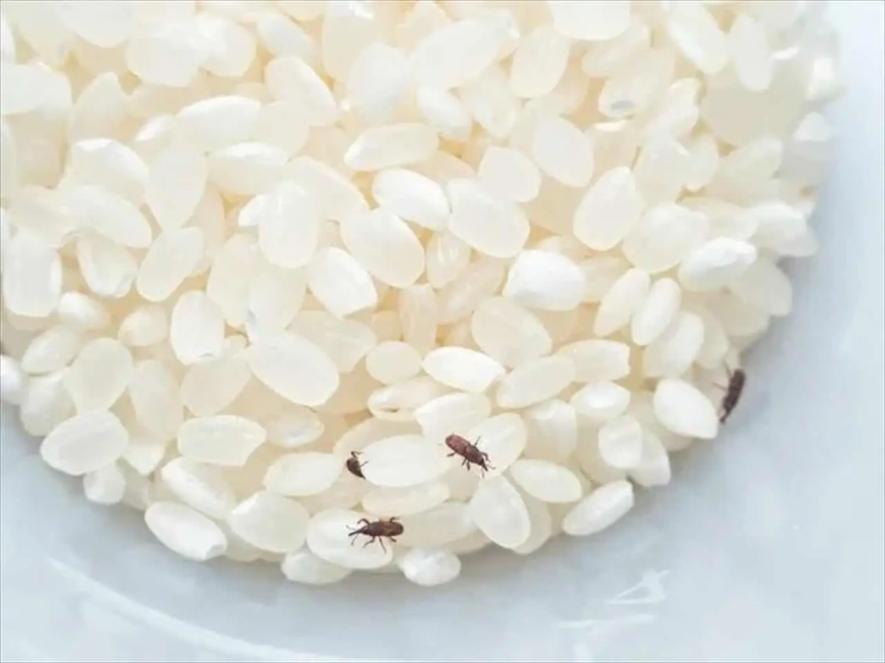 Insetti nelle dispense? Quali alimenti rischiano di più e come proteggersi Insetti nelle dispense? Quali alimenti rischiano di più e come proteggersi