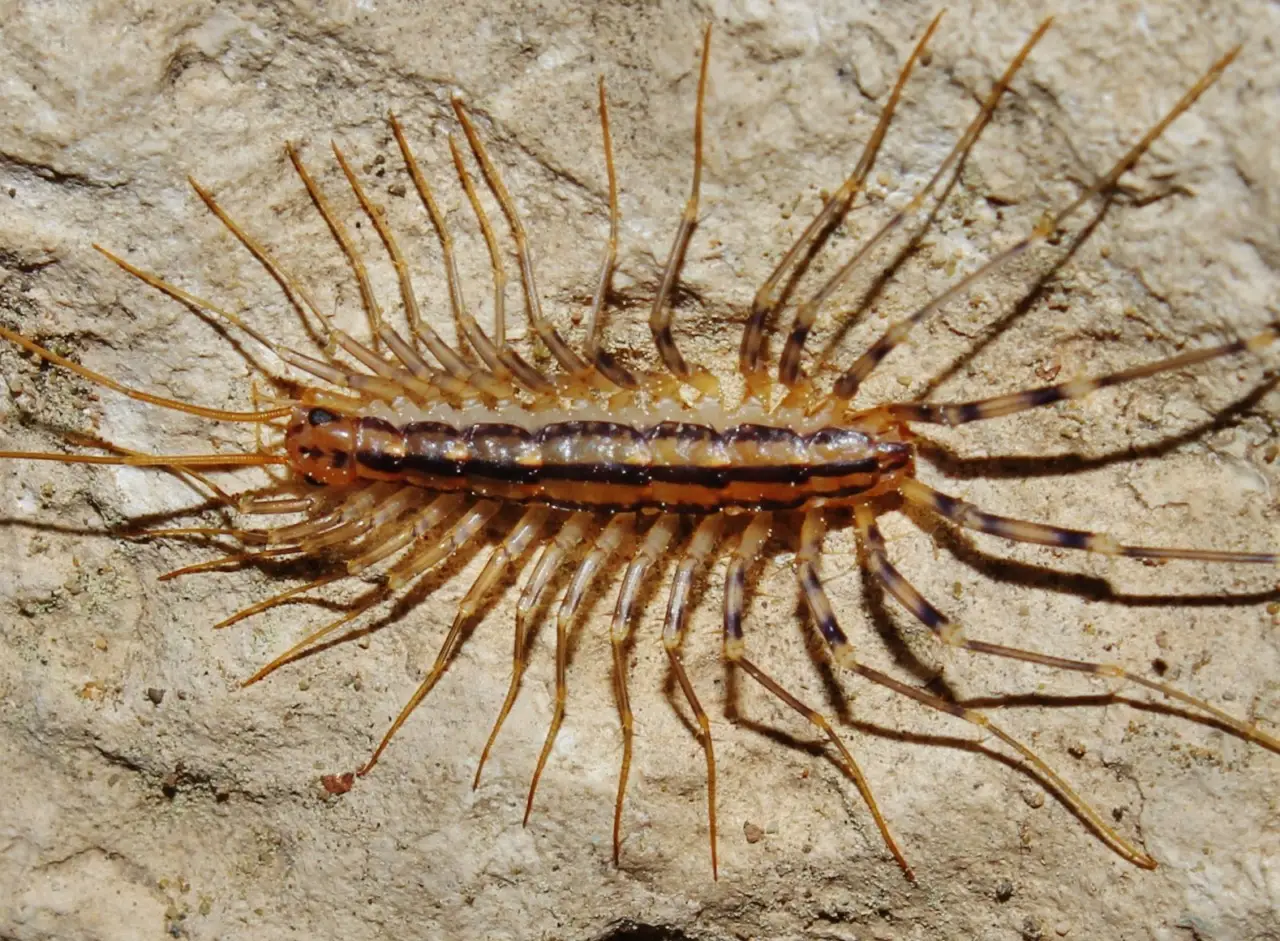 Perché i millepiedi si stanno moltiplicando in garage e come allontanarli ora Perché i millepiedi si stanno moltiplicando in garage e come allontanarli ora