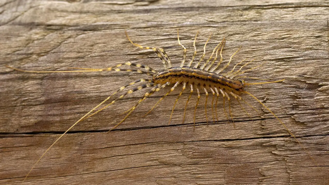 Perché i millepiedi si stanno moltiplicando in garage e come allontanarli ora Perché i millepiedi si stanno moltiplicando in garage e come allontanarli ora