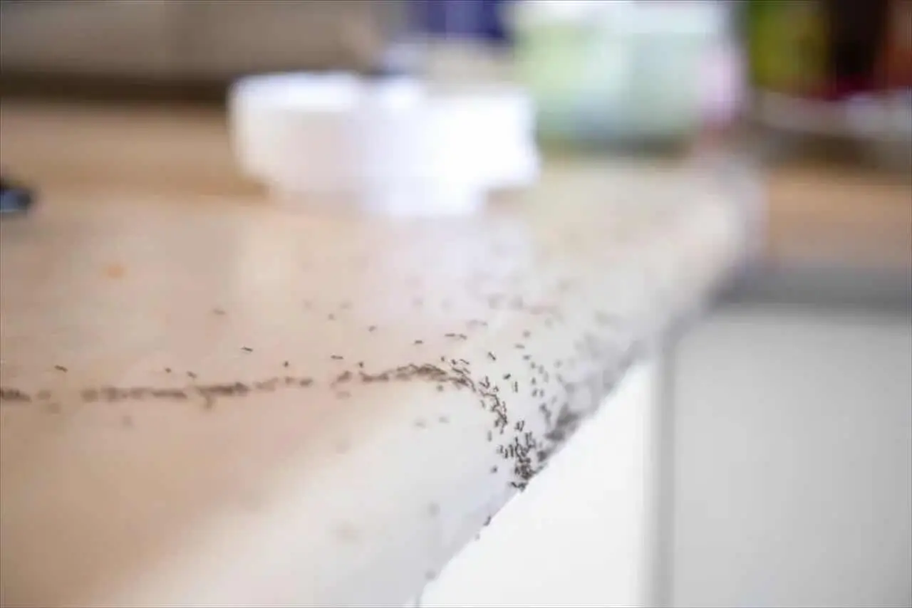 Arrivano le formiche rosse in cucina? Ecco cosa rivelano sulla tua dispensa Arrivano le formiche rosse in cucina? Ecco cosa rivelano sulla tua dispensa