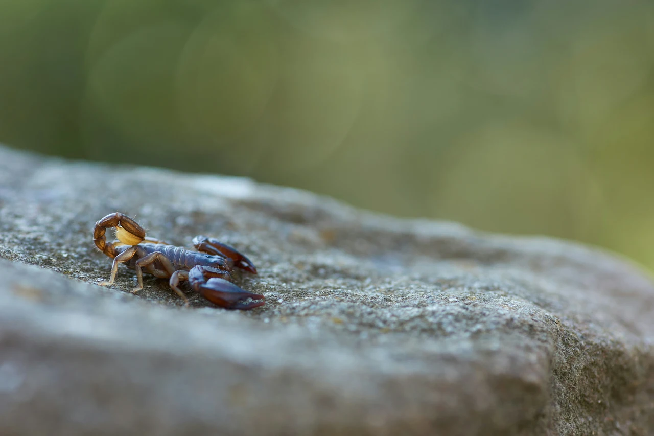 Lotta agli scorpioni nelle aiuole: cosa fare se li avvisti tra le tue piante Lotta agli scorpioni nelle aiuole: cosa fare se li avvisti tra le tue piante